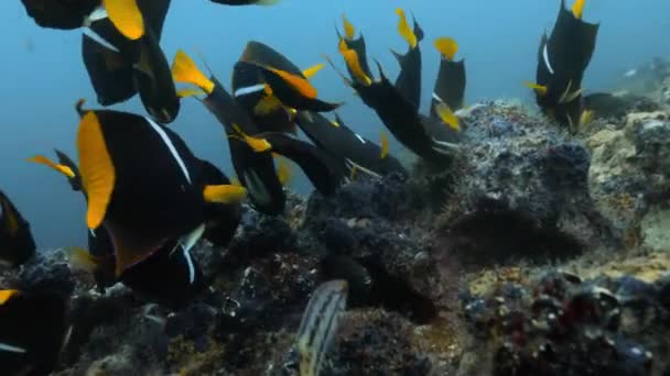 Primer Plano Pez Ángel Rey Comiendo Algas Profundo Del Océano — Vídeos de Stock