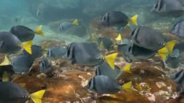 UNESCO 'nun Galapagos Dünya Mirası sahasında renkli deniz manzarası.