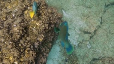 Yeşil Bumphead papağan balığı küçük kahverengi bir mercan resifini yiyor..