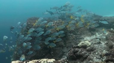 Galapagos 'taki UNESCO Dünya Mirası sahasında mavi balık.