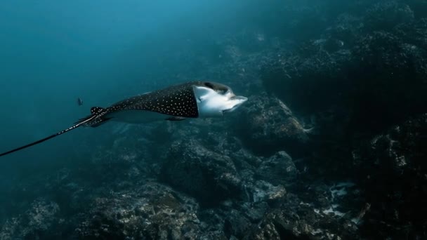 Rayo Águila Moteada Nadando Las Aguas Profundas Del Océano Pacífico — Vídeos de Stock