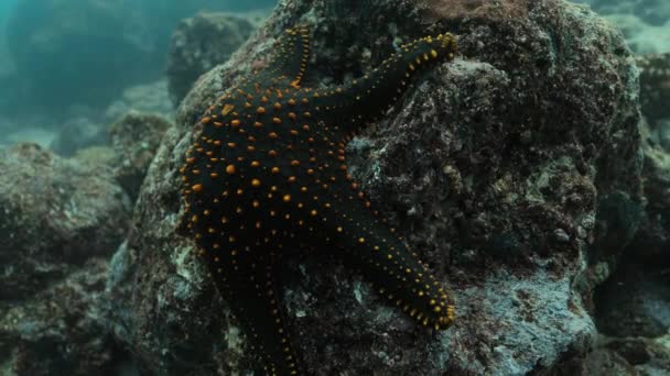Starfish Agarrado Uma Rocha Nas Profundezas Oceano Pacífico — Vídeo de Stock
