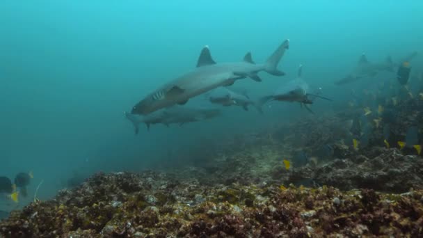 Group Whitetip Reef Shark Circling Ocean — Stock Video