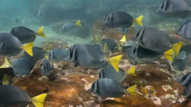 Färgglada Kustlandskap Unescos Världsarvslista Galapagos — Stockvideo