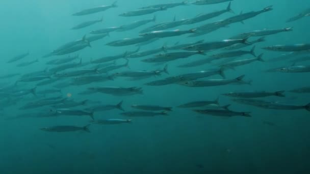 Organiserad Svärm Barracuda Fisk Simmar Tillsammans Galapagos — Stockvideo