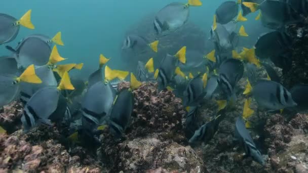 Gelbschwanzdoktorfische Fressen Nahrung Aus Korallenriffen — Stockvideo