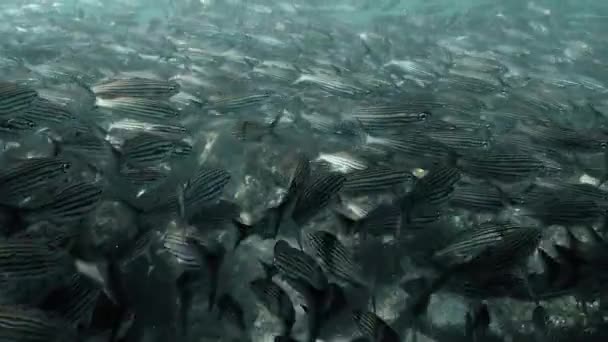 Pasifik Okyanusu Nda Yoğun Siyah Çizgili Salema Balığı Kümesi — Stok video