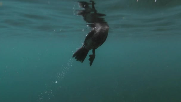 조류가물 속에서 잠수하고 헤엄치는 — 비디오
