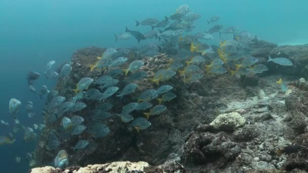 厄瓜多尔Galapagos教科文组织世界遗产场址的蓝鱼 — 图库视频影像