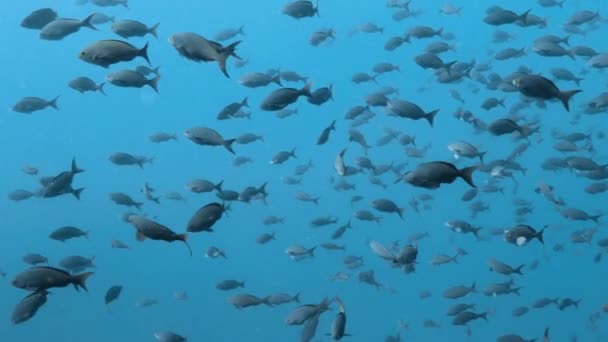 Een Groot Aantal Zilvervissen Zweeft Het Water Bij Galapagos Eilanden — Stockvideo