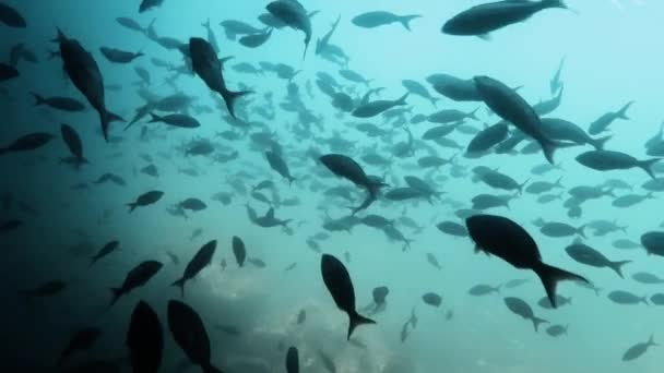 Naturskön Utsikt Över Svärm Fisk — Stockvideo