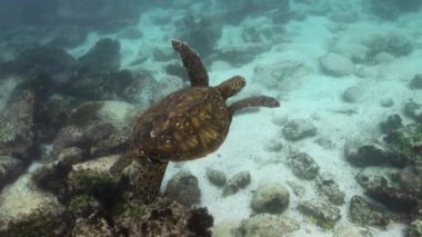 Küçük kahverengi balıklar Galapagos, Ekvador 'da suyun tadını çıkarıyorlar..