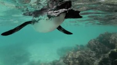 Galapagos adalarında siyah beyaz bir penguen görüntüsü.