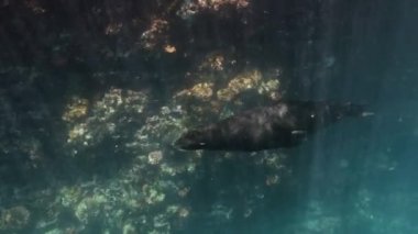 Deniz aslanı manzaralı bir mercan duvarının yanında tek başına yüzüyor..