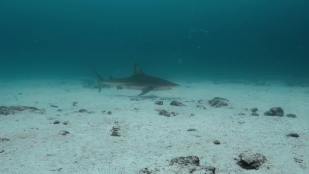 Tiburón Galápagos Nadando Lentamente Justo Encima Arena Del Fondo Marino — Vídeos de Stock