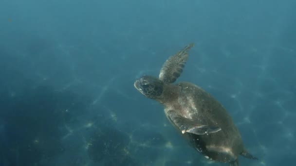 Nahaufnahme Einer Braunen Unterwasserschildkröte Die Allein Ozean Paddelt — Stockvideo