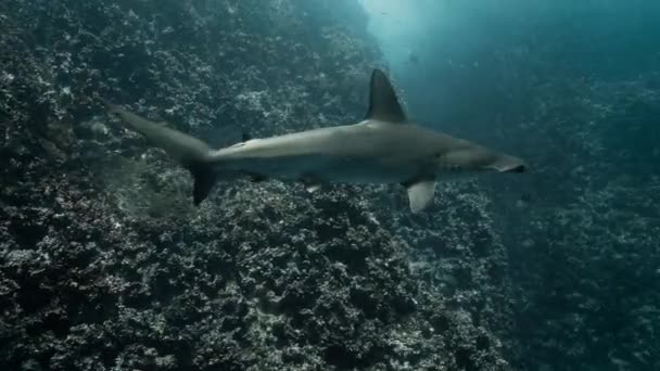 在海底仔细观察一条灰色的锤子鲨 — 图库视频影像