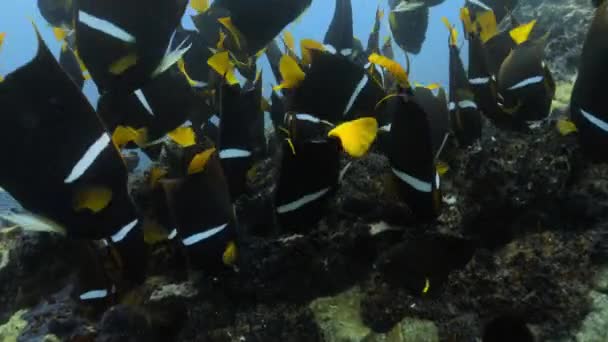 吃珊瑚礁海藻的天使王鱼群 — 图库视频影像