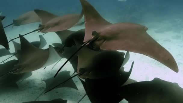 Grupo Grandes Peces Rayas Doradas Nadando Océano Profundo — Vídeos de Stock