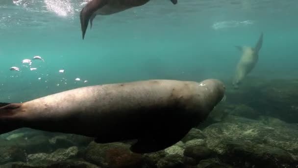 Група Сірих Морських Левів Плавають Над Красивими Скелями Океані — стокове відео