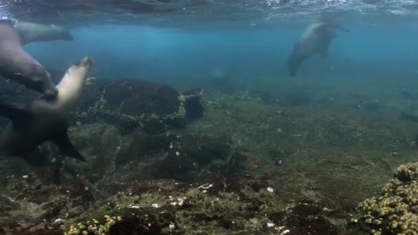 可爱的海狮走近摄像机 露出了它的脸和胡子 — 图库视频影像