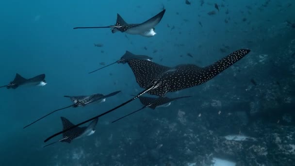 ガラパゴスに白い斑点のある黒いイーグルレイ魚の美しいグループ — ストック動画