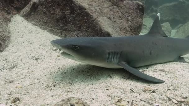 Κοντινό Πλάνο Του Καρχαρία Whitetip Ύφαλο Που Βρίσκεται Στην Άμμο — Αρχείο Βίντεο