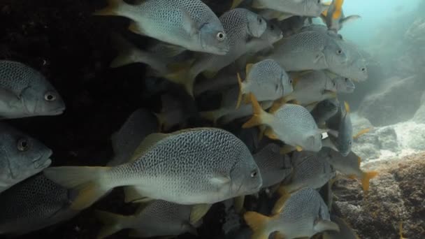 Unterwasserwand Aus Silbergrunzenden Fischen Die Zwischen Felsen Schweben — Stockvideo