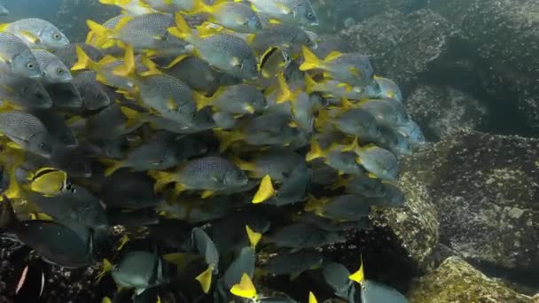Prachtig Diep Oceaanzicht Van Een Groep Geelstaartkreeften — Stockvideo