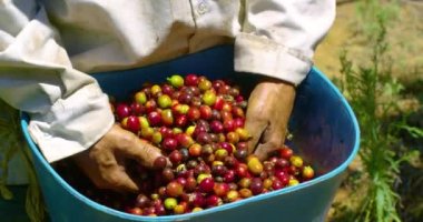 Kahve çiftçisi kahve çekirdeği dolu mavi bir kova taşıyor..