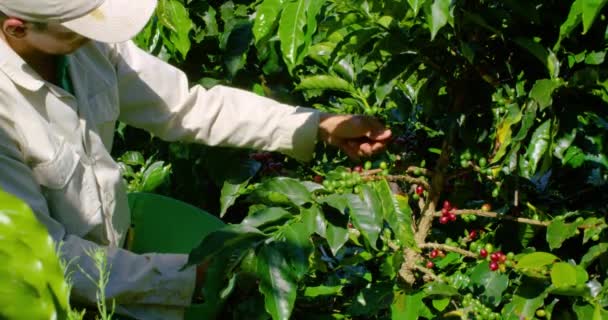Coffee Farmer Collecting Ripe Coffee Beans Coffee Farm — Stock Video