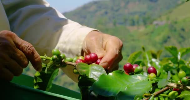 Firme Tiro Mostrando Perto Fazendeiro Reunindo Cerejas Café Maduras — Vídeo de Stock
