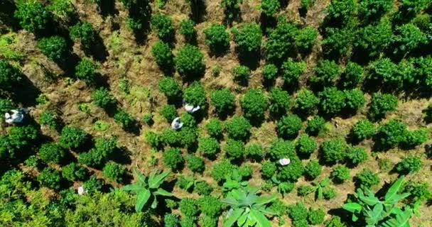 Γενική Άποψη Της Συγκομιδής Των Καλλιεργητών Καφέ Κολομβιανή Εκμετάλλευση Καφέ — Αρχείο Βίντεο
