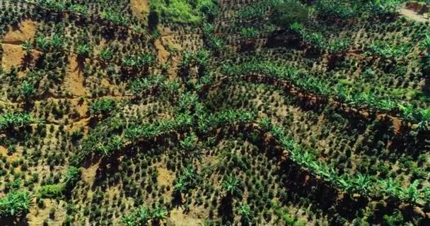 Imagens Drones Mostrando Fazendas Café Colombianas — Vídeo de Stock