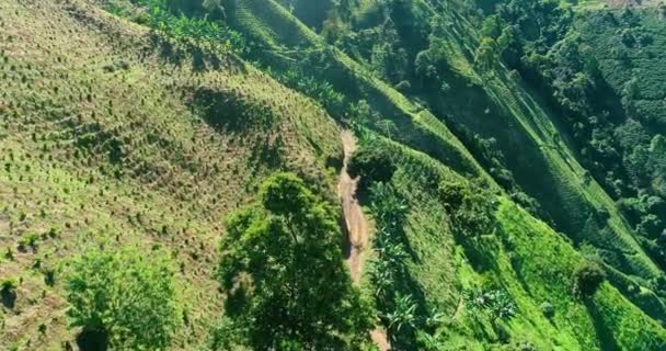 Colombiaanse Koffieplanten Groeien Steile Hellingen — Stockvideo