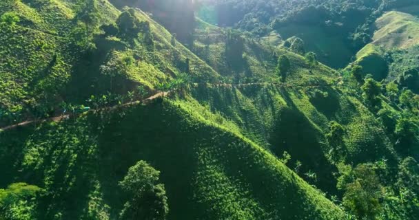 Сельская Дорога Крутом Краю Высокого Холма Кофейные Растения Рядом Ним — стоковое видео