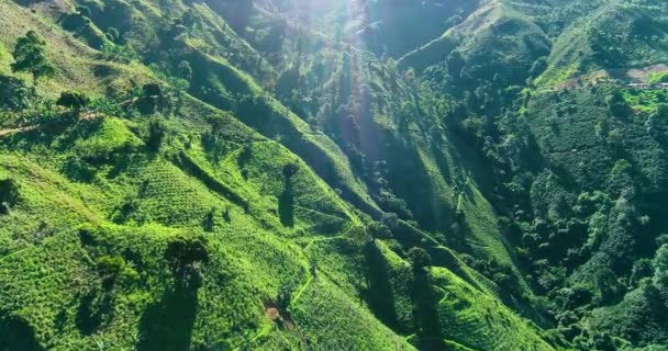 阳光照耀着南美洲的咖啡农场 — 图库视频影像