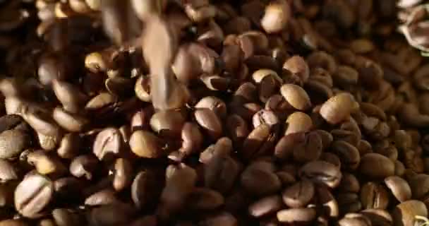 濃い茶色の色の豆のロースト — ストック動画