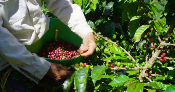 Farmer Pflückt Roten Reifen Kaffeesatz Vom Zweig Kolumbien — Stockvideo