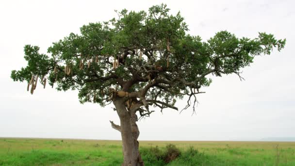 Lwica Spoczywająca Gałęzi Wielkiego Drzewa — Wideo stockowe