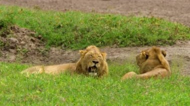 İki aslan Ngorongoro kraterinin içindeki çalıların üzerinde dinleniyor..
