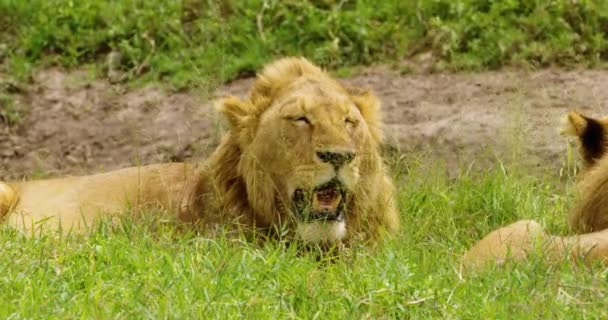 Männlicher König Der Löwen Ruht Und Schläft Auf Grünem Gras — Stockvideo
