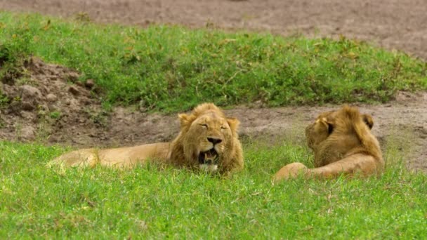 Два Леви Відпочивають Разом Кущах Усередині Кратера Нгоронгоро — стокове відео