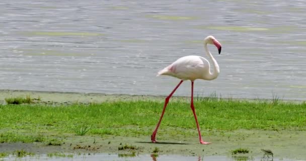 Tembakan Stabil Flamingo Berjalan Oleh Pantai Danau — Stok Video