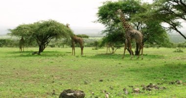 Bir grup zürafayla Afrika 'nın güzel manzarası.