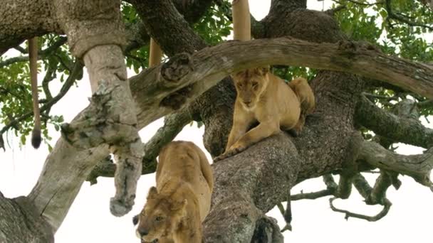 Leoa Cima Uma Árvore Alta Área Conservação Ngorongoro — Vídeo de Stock