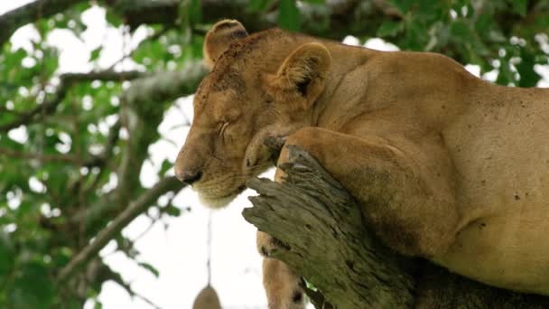 在恩戈龙戈罗火山口的树枝上睡觉的女狮像 — 图库视频影像