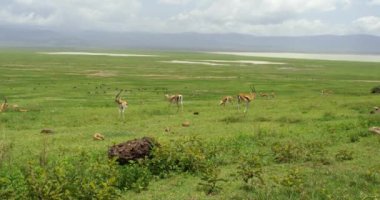 Ngorongoro Koruma Alanı 'nda Impala hayvanlarıyla dolu geniş bir alan..
