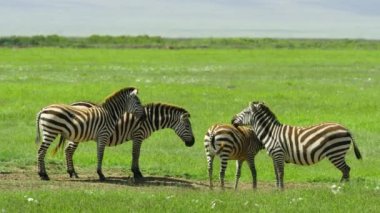 Bir grup zebra, Ngorongoro 'da güzel bir yeşil alanda..