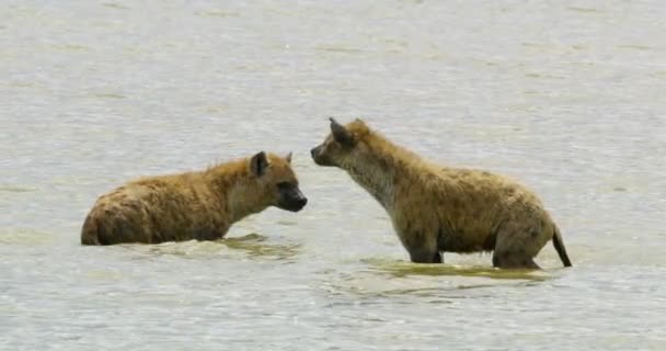 Långsam Rörelse Skott Två Hyenor Går Ett Smutsigt Träsk Vatten — Stockvideo